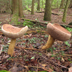 Tylopilus rubrobrunneus 'Bitter Bolete'